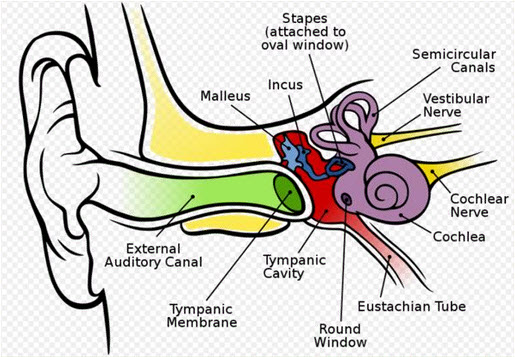 TINNITUS AND NEUROFEEDBACK CLASS RECORDING